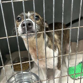 Mo -  Italian Greyhound and Dachshund Dog for Adoption in Tyler, Texas - Mo | PetCurious