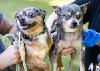 Tucker and Moto (Bonded Pair) -  Chihuahua Dog for Adoption in Berryville, Virginia - Tucker And Moto (Bonded Pair) | PetCurious