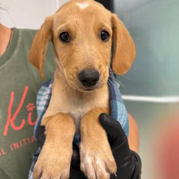 Geralt -  Labrador Retriever and Mixed Breed Dog for Adoption in Abilene, Texas - Geralt | PetCurious