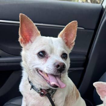 Mike -  Chihuahua Dog for Adoption in Sunrise, Florida - Mike | PetCurious