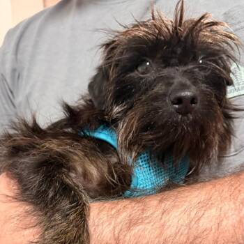 Wednesday -  Yorkshire Terrier and Mixed Breed Dog for Adoption in Fredericksburg, Virginia - Wednesday | PetCurious