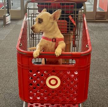 Cinderblock -  Chihuahua and Mixed Breed Dog for Adoption in Portland, Oregon - Cinderblock | PetCurious