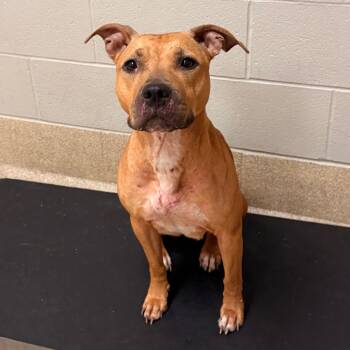 Rescue Pit Bull Terrier Dogs for Adoption in Bristol, Indiana - Cassidy | PetCurious