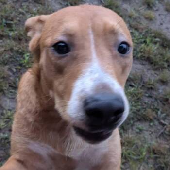 NYCC-Stray-224 -  Mixed Breed Dog for Adoption in Moravia, New York - NYCC-Stray-224 | PetCurious