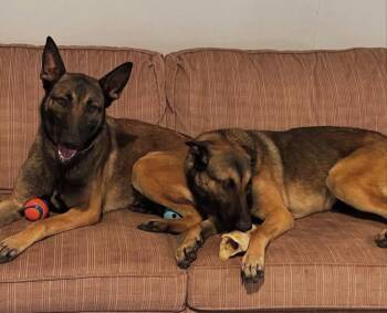 Belgian Shepherd Malinois Dogs Available for Adoption in Duxbury, Massachusetts - Juno & Storm | PetCurious