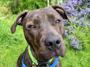 Pit Bull Terrier Dogs Available for Adoption in Portland, Oregon - Roux | PetCurious