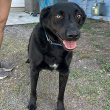 STITCH -  Labrador Retriever Dog for Adoption in Fernandina Beach, Florida - STITCH | PetCurious