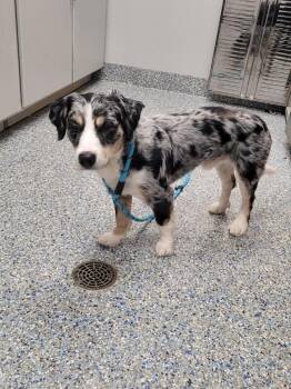Australian Shepherd and Corgi Dogs Available for Adoption in Angola, Indiana - Bruce | PetCurious