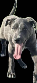 Labrador Retriever Dogs Available for Adoption - Woody | PetCurious