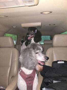 Surollo -  Standard Poodle Dog for Adoption in Eatontown, New Jersey - Surollo | PetCurious