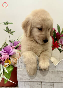 Golden Retriever Dogs Available for Sale in Miami, Florida - Fefy | PetCurious