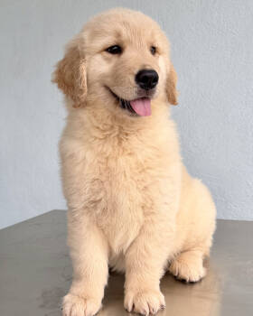 Golden Retriever Dogs Available for Sale in Miami, Florida - LINDA | PetCurious