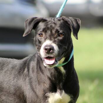 Onyx -  Labrador Retriever Dog for Adoption in Columbia, South Carolina - Onyx | PetCurious