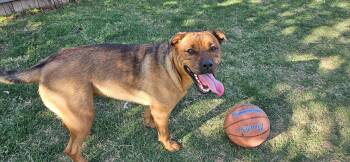 Rescue Husky and Rottweiler Dogs for Adoption in Mcloud, Oklahoma - **COURTESY POST** Harley | PetCurious