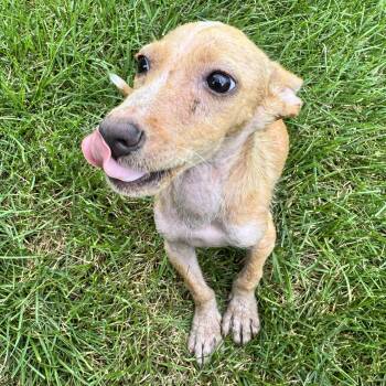 Bandit -  Chiweenie Dog for Adoption in Gainesville, Virginia - Bandit | PetCurious