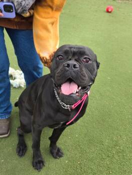 Boxer and Pit Bull Terrier Dogs Available for Adoption in Jackson, Wyoming - Helena | PetCurious