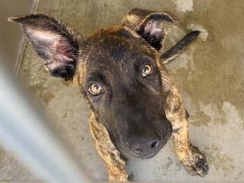 THANOS -  Dutch Shepherd Dog for Adoption in Tustin, California - THANOS | PetCurious