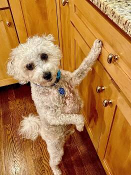 Tucker -  Poodle and Jack Russell Terrier Dog for Adoption in Greenlawn, New York - Tucker | PetCurious