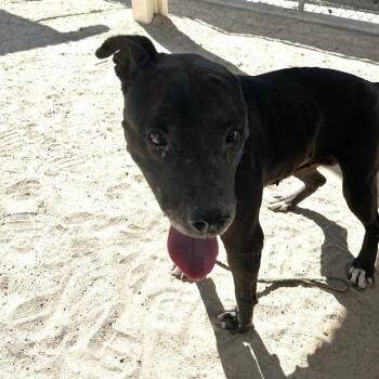 NIJAH -  Shepherd and Mixed Breed Dog for Adoption in Thousand Palms, California - NIJAH | PetCurious
