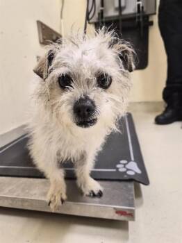 Shih Tzu Dogs Available for Adoption in Fremont, California - A197812 | PetCurious