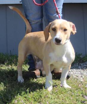 Basset Hound and Mixed Breed Dogs Available for Adoption in Vacaville, California - Daphne | PetCurious