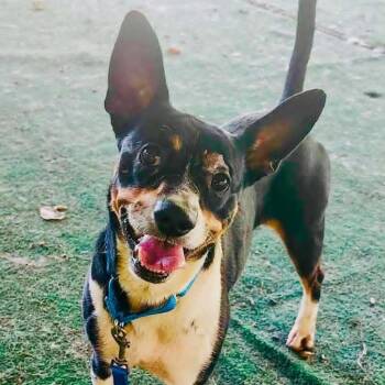 Homer -  Mixed Breed Dog for Adoption - Homer | PetCurious