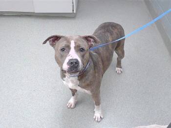 RASPBERRY -  Boxer and Mixed Breed Dog Available for Adoption in Omaha, Nebraska - RASPBERRY | PetCurious