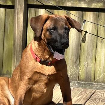 Retriever and Mixed Breed Dogs Available for Adoption - Cooper | PetCurious
