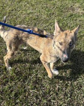 Nova -  Siberian Husky and Labrador Retriever Dog for Adoption in Liverpool, Texas - Nova | PetCurious