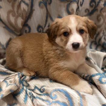 Drift -  Australian Shepherd and Chihuahua Dog for Adoption in Pelham, New Hampshire - Drift | PetCurious