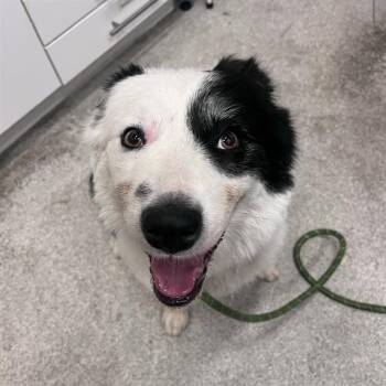 VANDAM -  Border Collie Dog for Adoption in Alameda, California - VANDAM | PetCurious