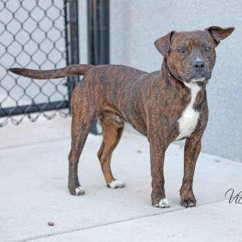 Rescue Staffordshire Bull Terrier Dogs for Adoption in Abilene, Texas - Barrett | PetCurious