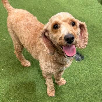 Lucy 5127 -  Poodle Dog Available for Adoption in Loxahatchee Groves, Florida - Lucy 5127 | PetCurious