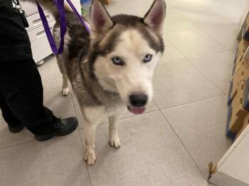 Rescue Siberian Husky Dogs for Adoption in Rancho Cucamonga, California - A775930 | PetCurious