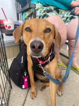 Labrador Retriever Dogs Available for Adoption in Addison, Illinois - Patty | PetCurious