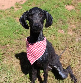 Standard Poodle Dogs Available for Adoption in Rockaway, New Jersey - Ozzie Athens | PetCurious