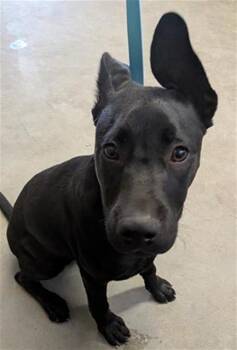 RAVEN -  Pit Bull Terrier and Mixed Breed Dog for Adoption in Camarillo, California - RAVEN | PetCurious