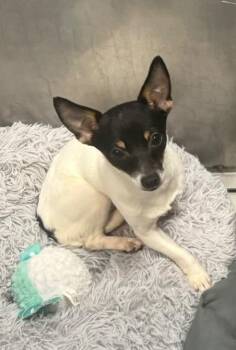 Chihuahua Dogs Available for Adoption - Blair | PetCurious