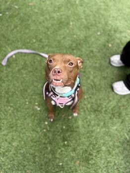Princesa -  Terrier and Mixed Breed Dog for Adoption in North Miami Beach, Florida - Princesa | PetCurious