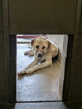 Teddy -  Anatolian Shepherd Dog for Adoption in Hermiston, Oregon - Teddy | PetCurious