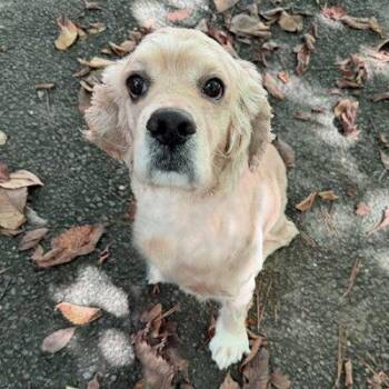 Cocker Spaniel Dogs Available for Adoption in Arlington, Virginia - Bodhi | PetCurious