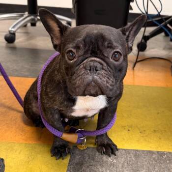 Piglet -  French Bulldog Dog for Adoption in Philadelphia, Pennsylvania - Piglet | PetCurious