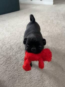 Pug Dogs Available for Adoption - Hope | PetCurious