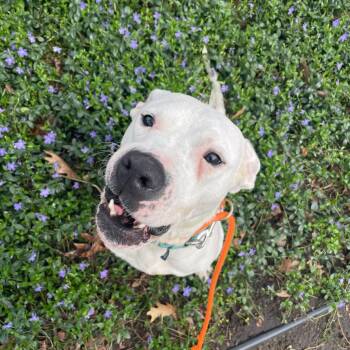 Sugar -  Dogo Argentino Dog for Adoption in Grand Rapids, Michigan - Sugar | PetCurious