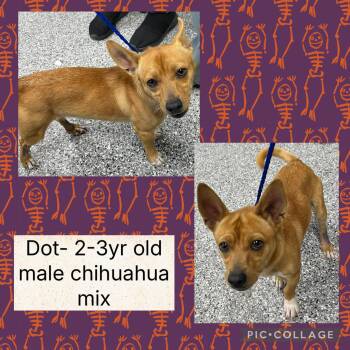 Rescue Chihuahua Dogs for Adoption in Bryan, Ohio - Dot | PetCurious