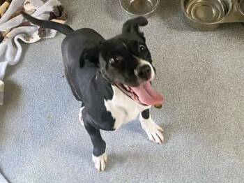 Labrador Retriever and Mixed Breed Dogs Available for Adoption in Tustin, California - DUSTIN | PetCurious