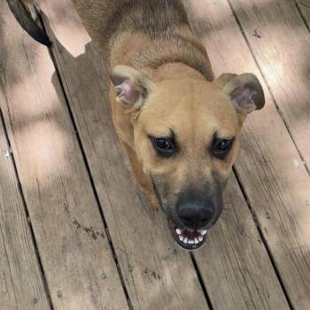 German Shepherd Dog Dogs Available for Adoption in Houston, Texas - Phoenix Fire | PetCurious