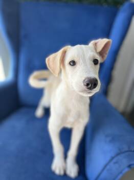 Rescue Labradoodle and Carolina Dog Dogs for Adoption in Poway, California - Kuno | PetCurious