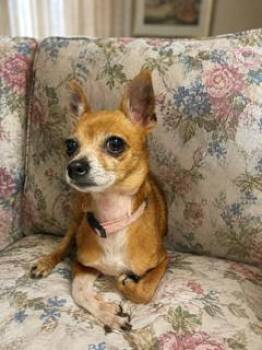 Perri -  Chihuahua Dog for Adoption in Tifton, Georgia - Perri | PetCurious