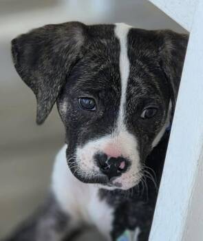 Boxer and Labrador Retriever Dogs Available for Adoption - Marco | PetCurious